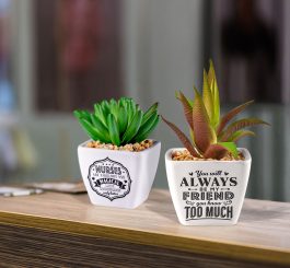 Sentiment Succulents