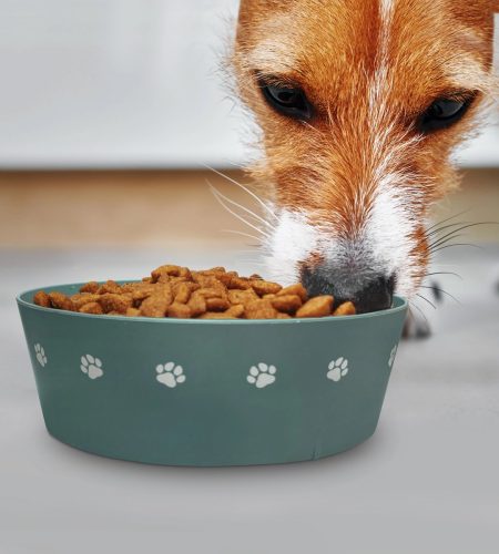 Dog Bowl - Image 4